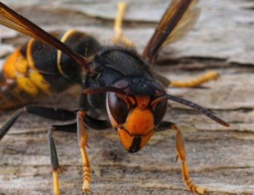 Apiculture : un plan national de lutte contre le frelon asiatique