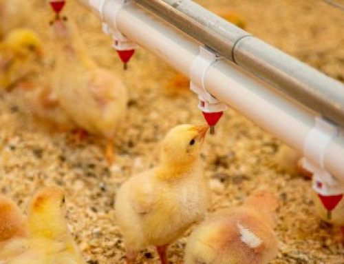 Aviculture : indemnisation des éleveurs impactés par la grippe aviaire