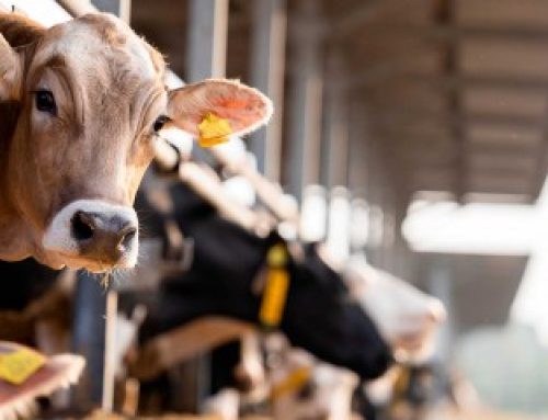 Élevages bovins, ovins et caprins : montant des aides Pac 2026