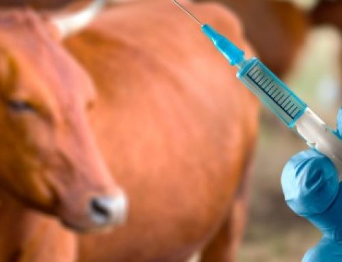 Elevage bovin : mesures de lutte contre la dermatose nodulaire contagieuse