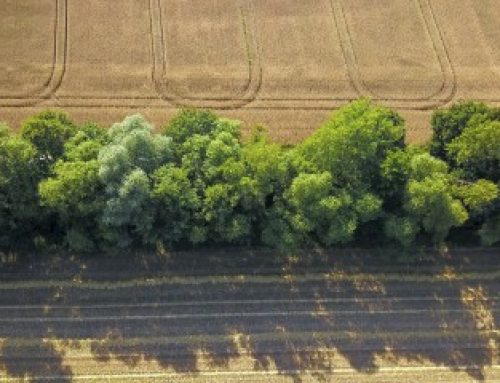 Destruction de haies : la nouvelle procédure à suivre