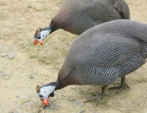 Aviculture : quelques nouveautés pour la prévention de la grippe aviaire
