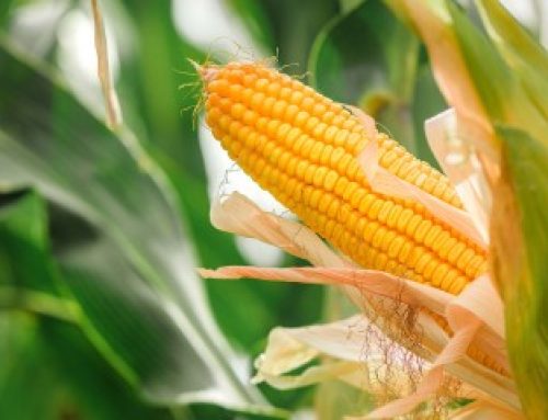 Cultures agricoles : dérogation à l’obligation d’implanter un couvert végétal